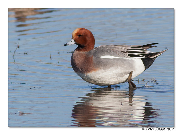 Eurasian Wigeon