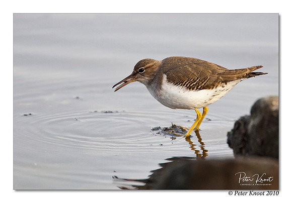 Spotted Sandpiper