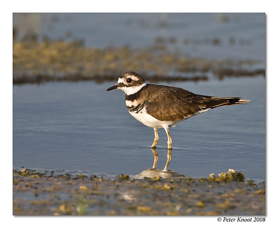 Killdeer