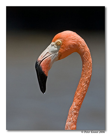 Caribbean Flamingo