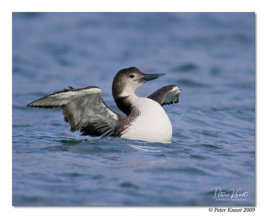 Common Loon
