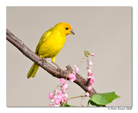 Saffron Finch