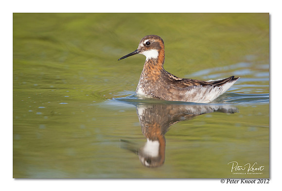 Red-necked Phalarope