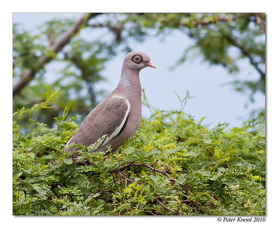 Bare-eyed Pigeon