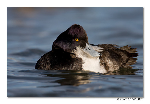 Lesser Scaup