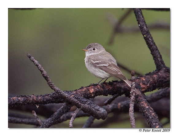 Gray Flycatcher