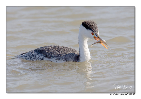 Clark's Grebe