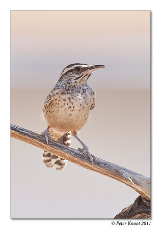 Cactus Wren