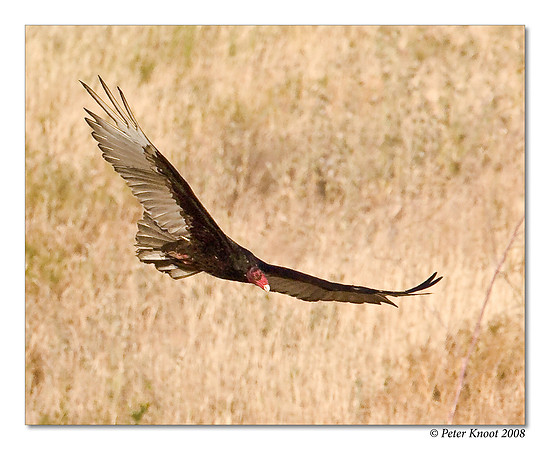 Turkey Vulture
