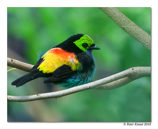 Paradise Tanager