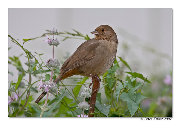 California Towhee
