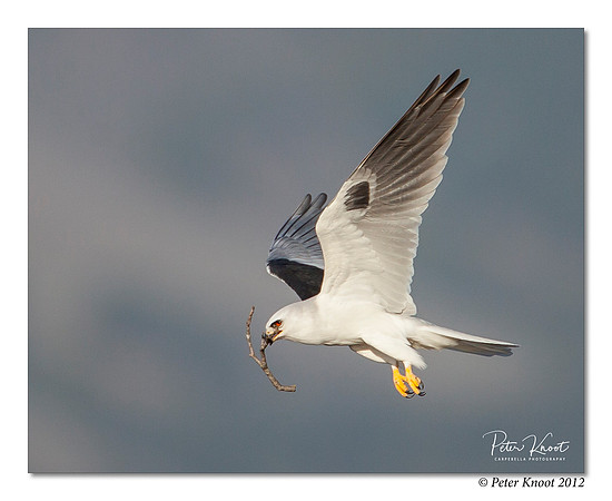White-tailed Kite