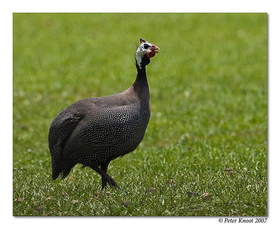 Helmeted Guineafowl