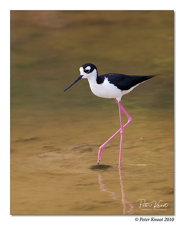 Black-winged Stilt