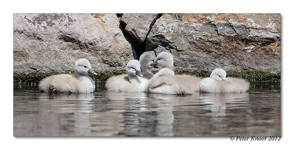 Mute Swan