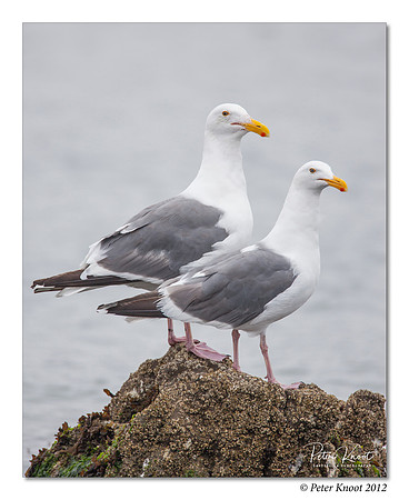 Western Gull