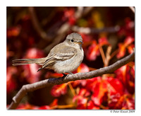 Dusky Flycatcher