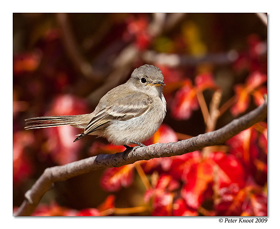 Dusky Flycatcher