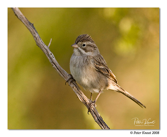 Chipping Sparrow