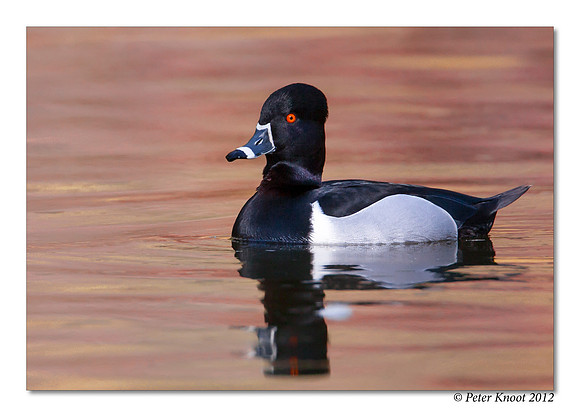Ring-necked Duck