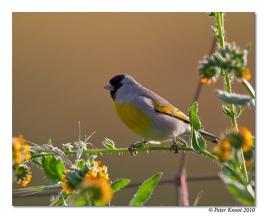Lawrence's Goldfinch
