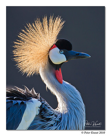 East African Crowned Crane
