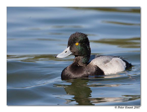 peter_lesser_scaup_16