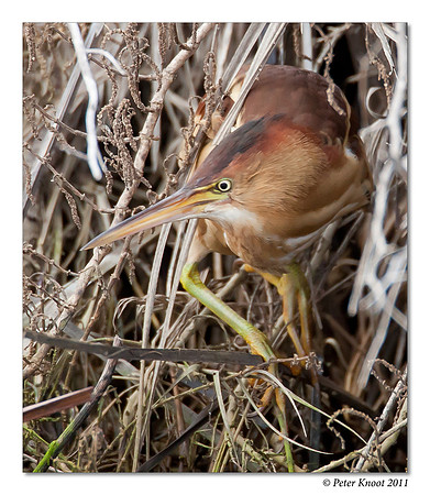 Least Bittern