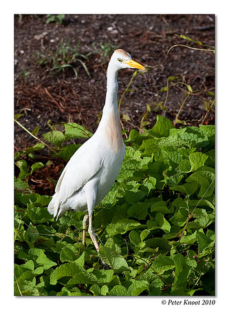 Cattle Egret