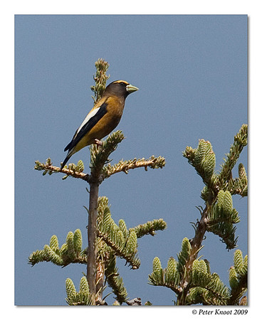 Evening Grosbeak