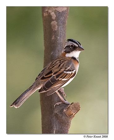 Rufous-collared Sparrow