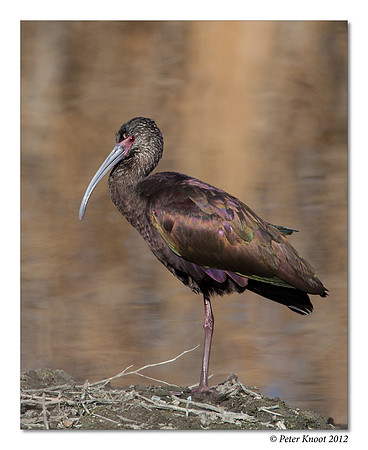 White-faced Ibis