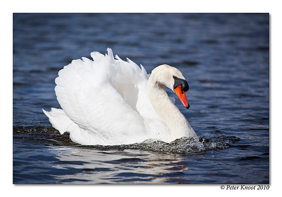 Mute Swan
