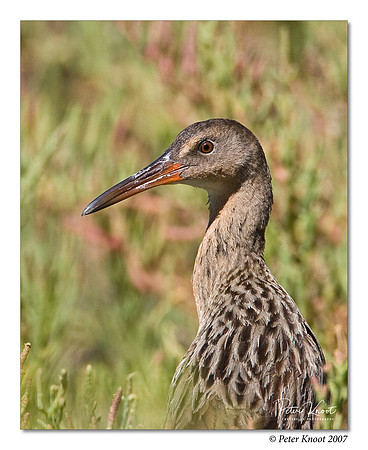 Ridgway's Rail