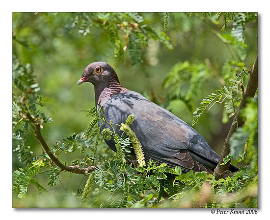 Scaly-naped Pigeon