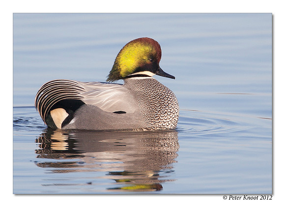 Falcated Duck