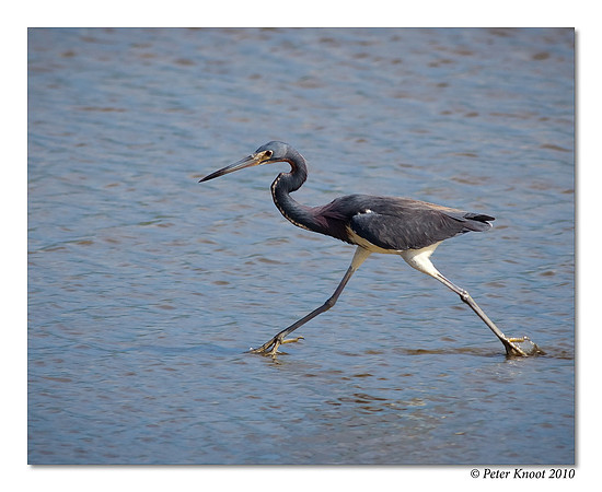 Tricolored Heron