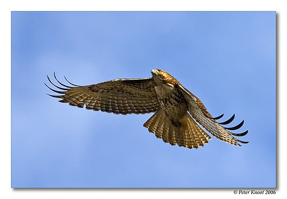 Red-tailed Hawk