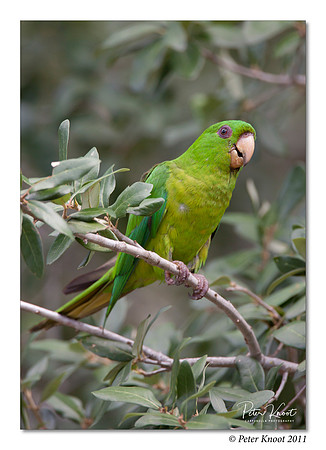 Green Parakeet