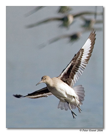 Willet