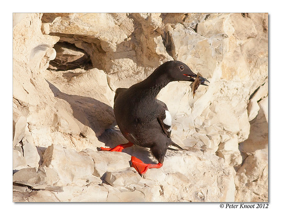 Pigeon Guillemot