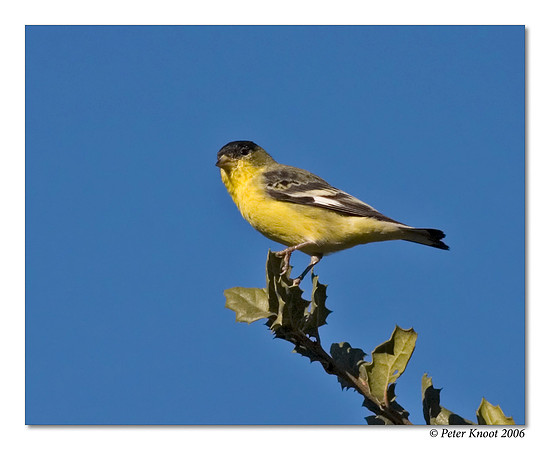 Lesser Goldfinch