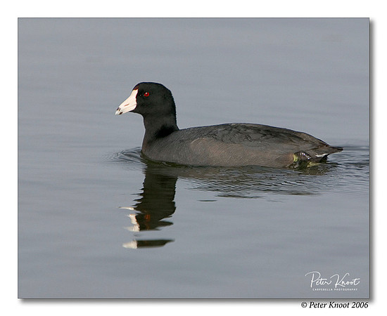 American Coot