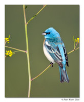 Lazuli Bunting