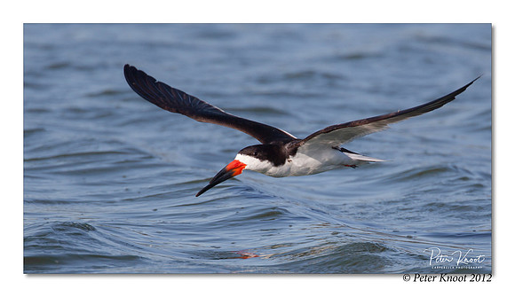 Black Skimmer