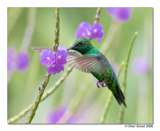 Blue-tailed Emerald Hummingbird