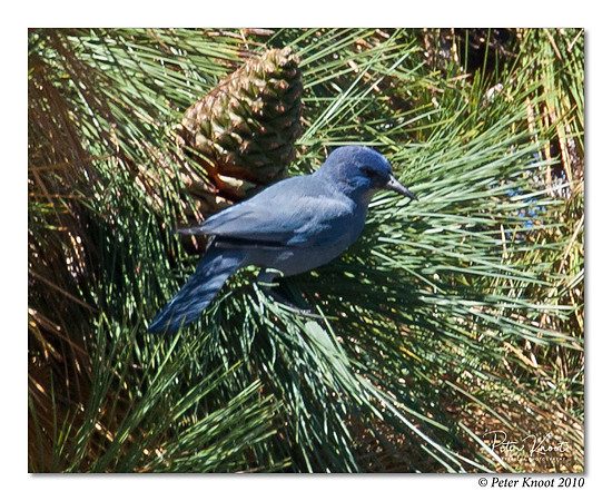 Pinyon Jay