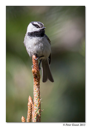 Mountain Chickadee