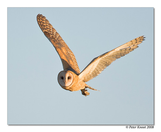 Barn Owl