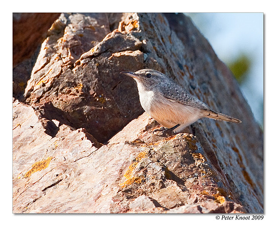 Rock Wren